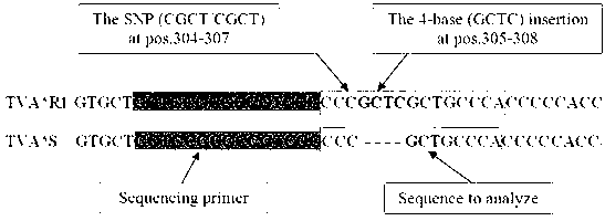 Typing method of resistance for resisting subgroup A avian leukosis virus by quality chicken
