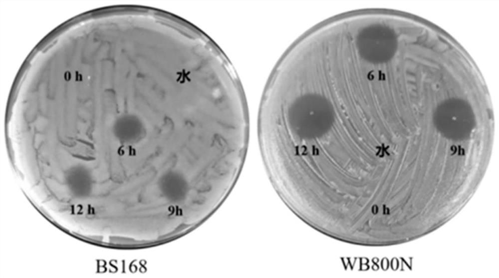Bacillus subtilis engineering bacterium for expressing MccJ25 as well as construction method and application of bacillus subtilis engineering bacterium