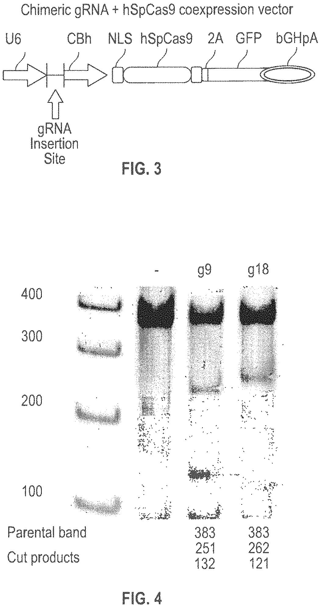 Modified natural killer cells and natural killer cell lines having increased cytotoxicity