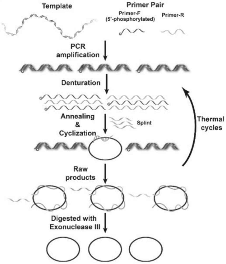 Preparation method of single-stranded circular DNA