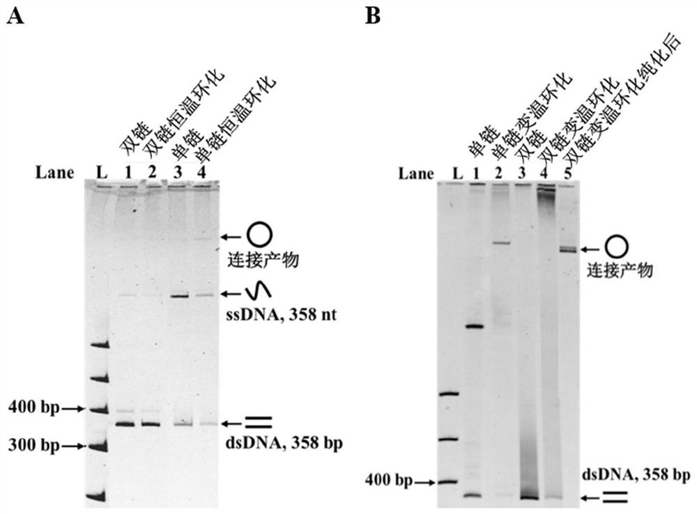 Preparation method of single-stranded circular DNA