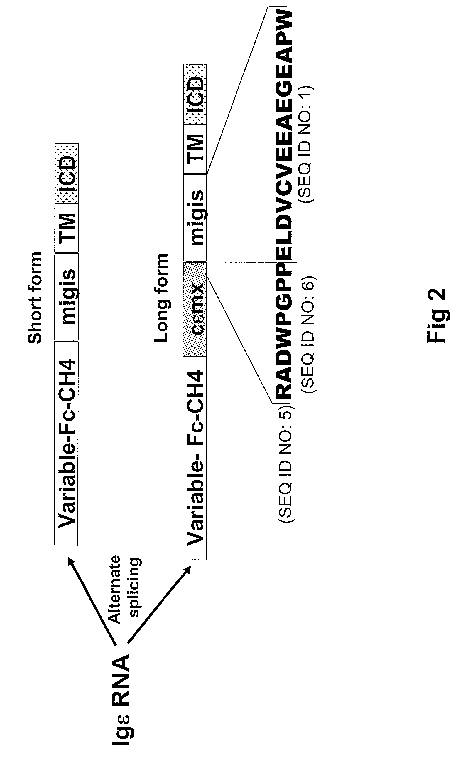 Method of identifying membrane IgE specific antibodies and use thereof for targeting IgE producing precursor cells