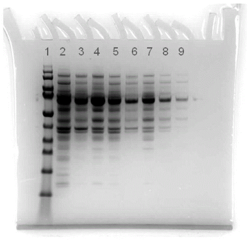 Mutant strain producing cellulase, mutant strain highly expressing target protein, construction method and application thereof