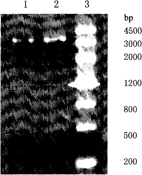 Composite porcine alpha-IFN gene and recombinant vector thereof