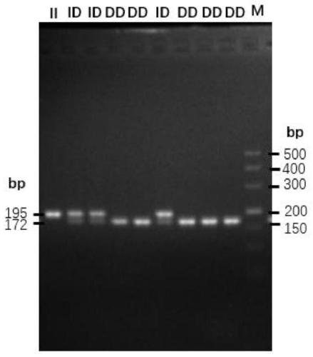 Detection method for insertion/deletion polymorphism of sheep RORA (retinoid acid receptor related orphan receptor A) gene, primer pair and application