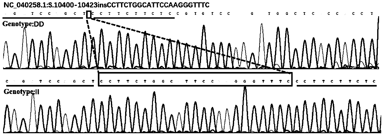 Detection method for insertion/deletion polymorphism of sheep RORA (retinoid acid receptor related orphan receptor A) gene, primer pair and application