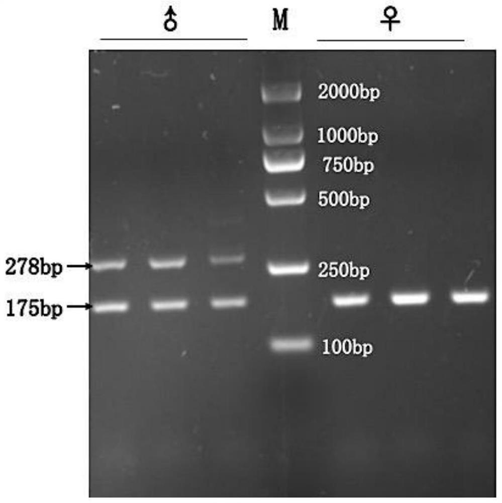 Microsatellite marker primer pair for identifying genetic sex of brachymystax lenok salmon and sex identification method