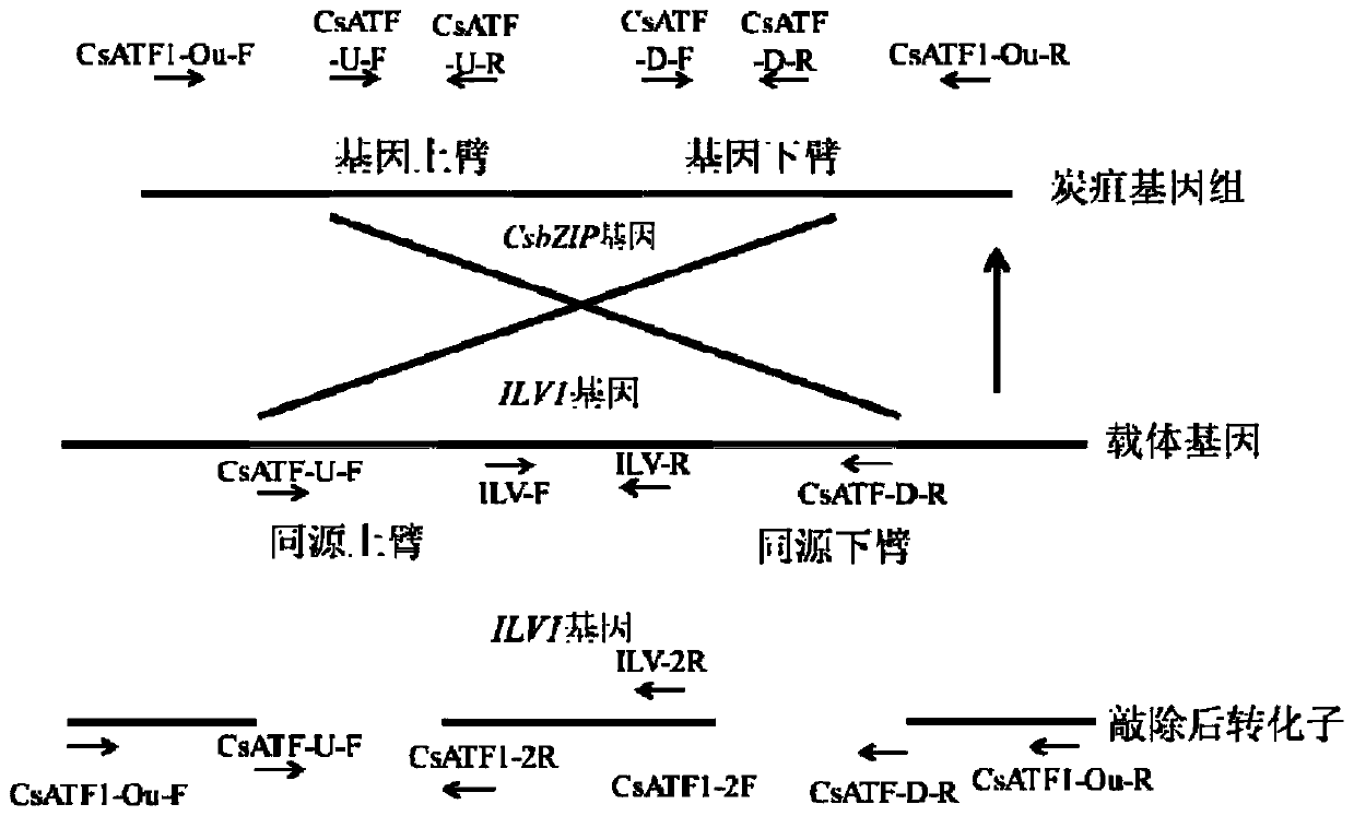 Colletotrichum transcription factor CsATF1 and application thereof