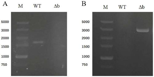 Colletotrichum transcription factor CsATF1 and application thereof
