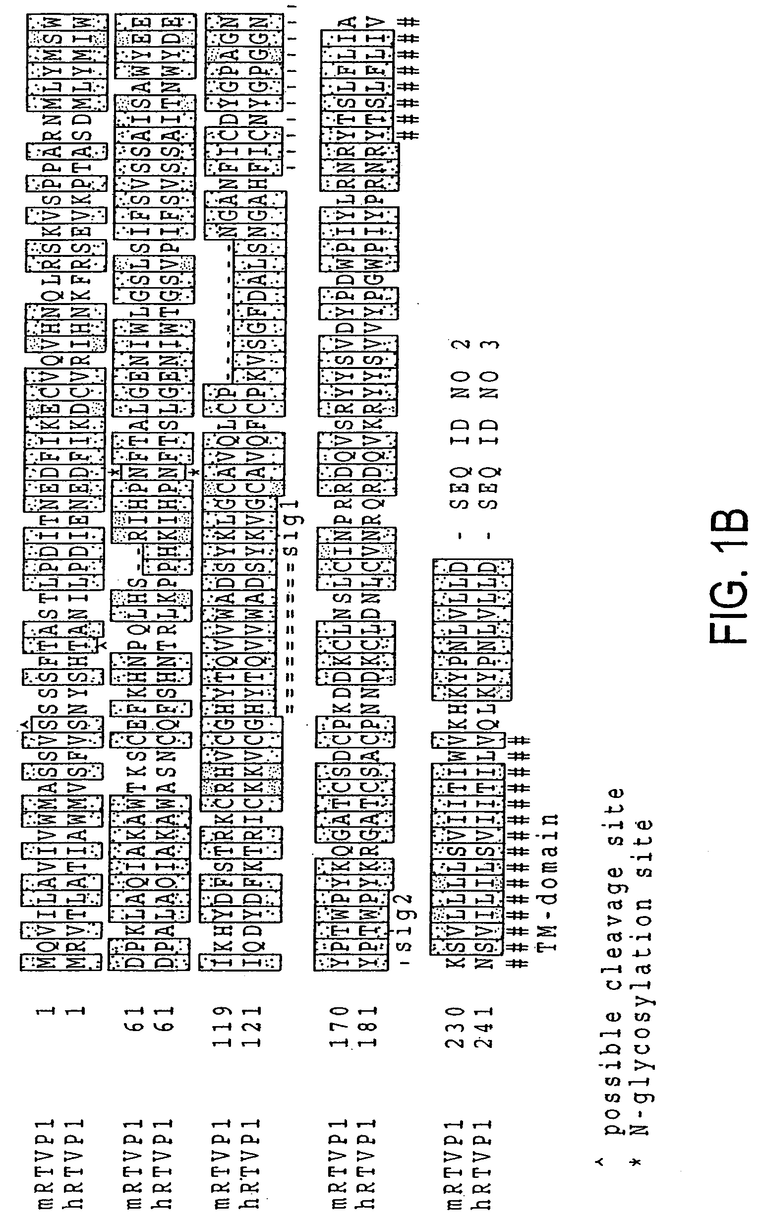 RTVP based compositions and methods for the treatment of prostate cancer
