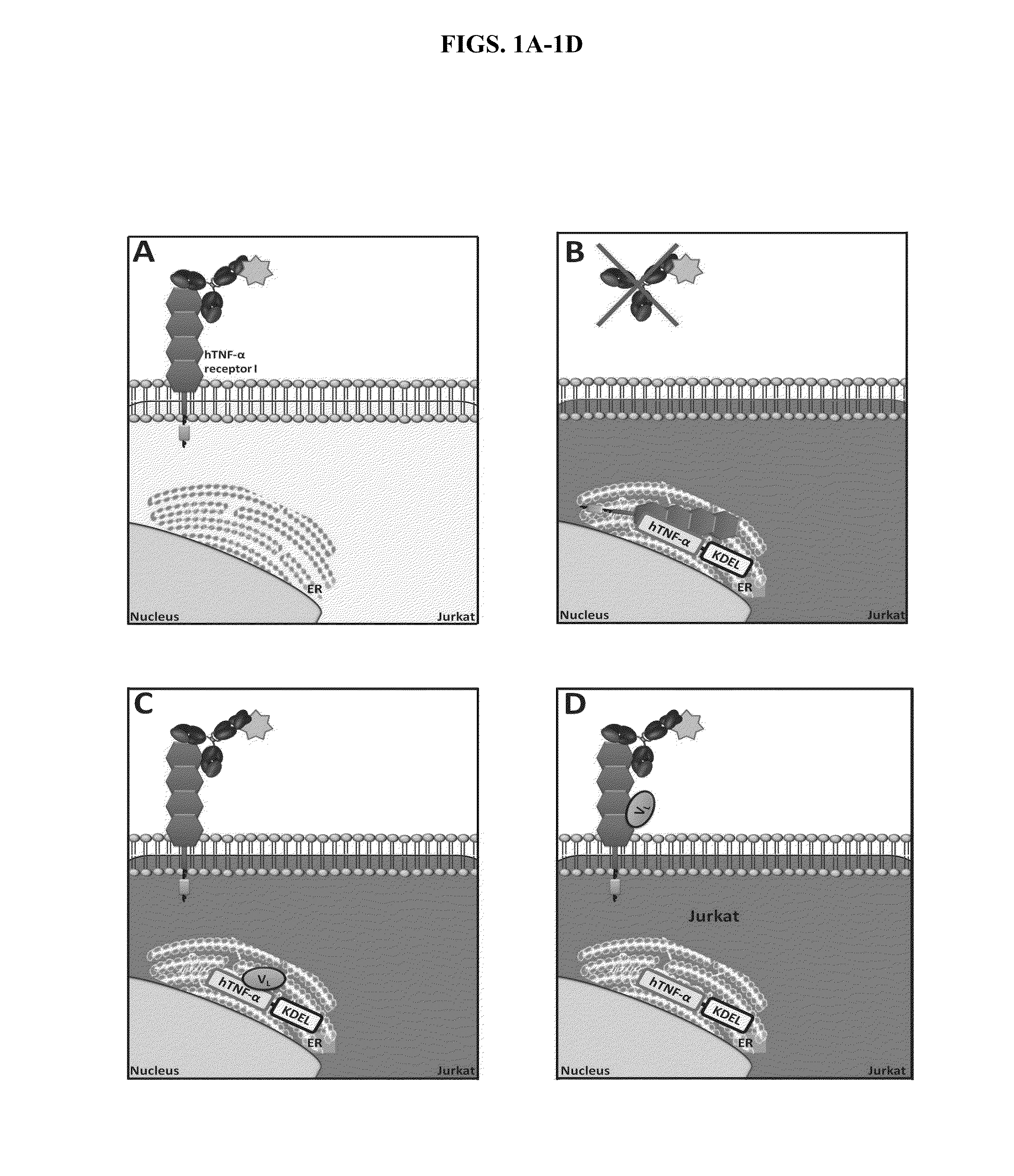 Cell-Based Methods for Coupling Protein Interactions and Binding Molecule Selection and Diversification