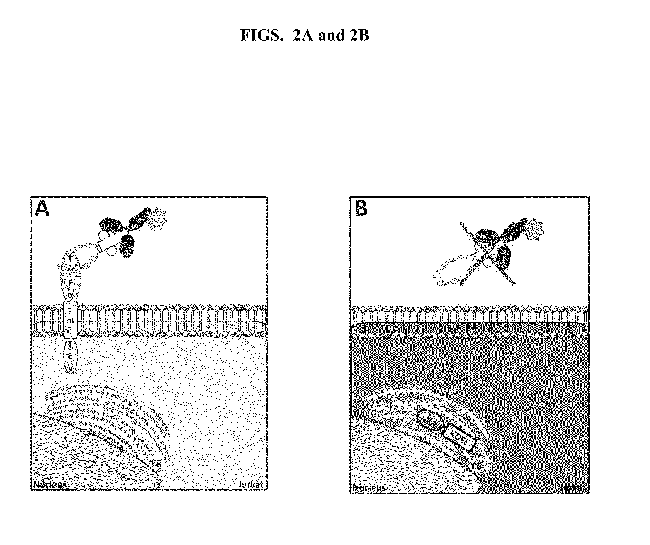 Cell-Based Methods for Coupling Protein Interactions and Binding Molecule Selection and Diversification