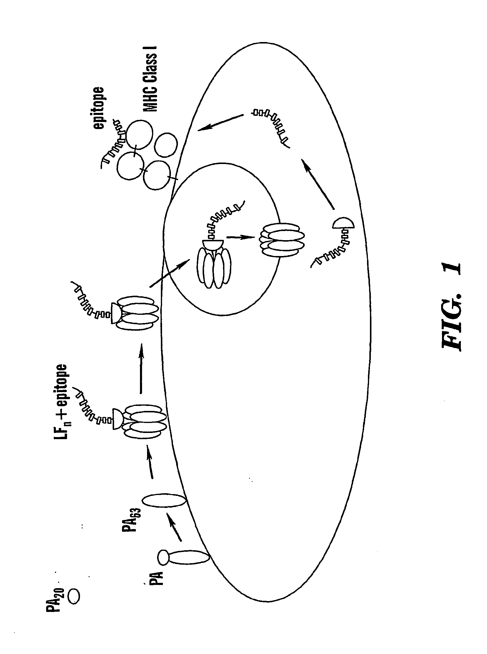 Methods of delivery of exogenous proteins to the cytosol and uses thereof