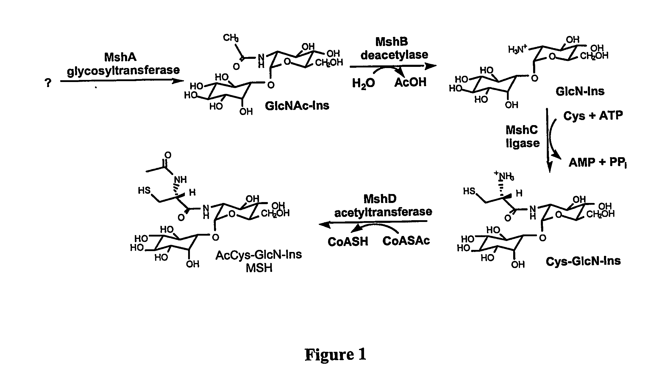 Methods of use of the enzymes of mycothiol synthesis