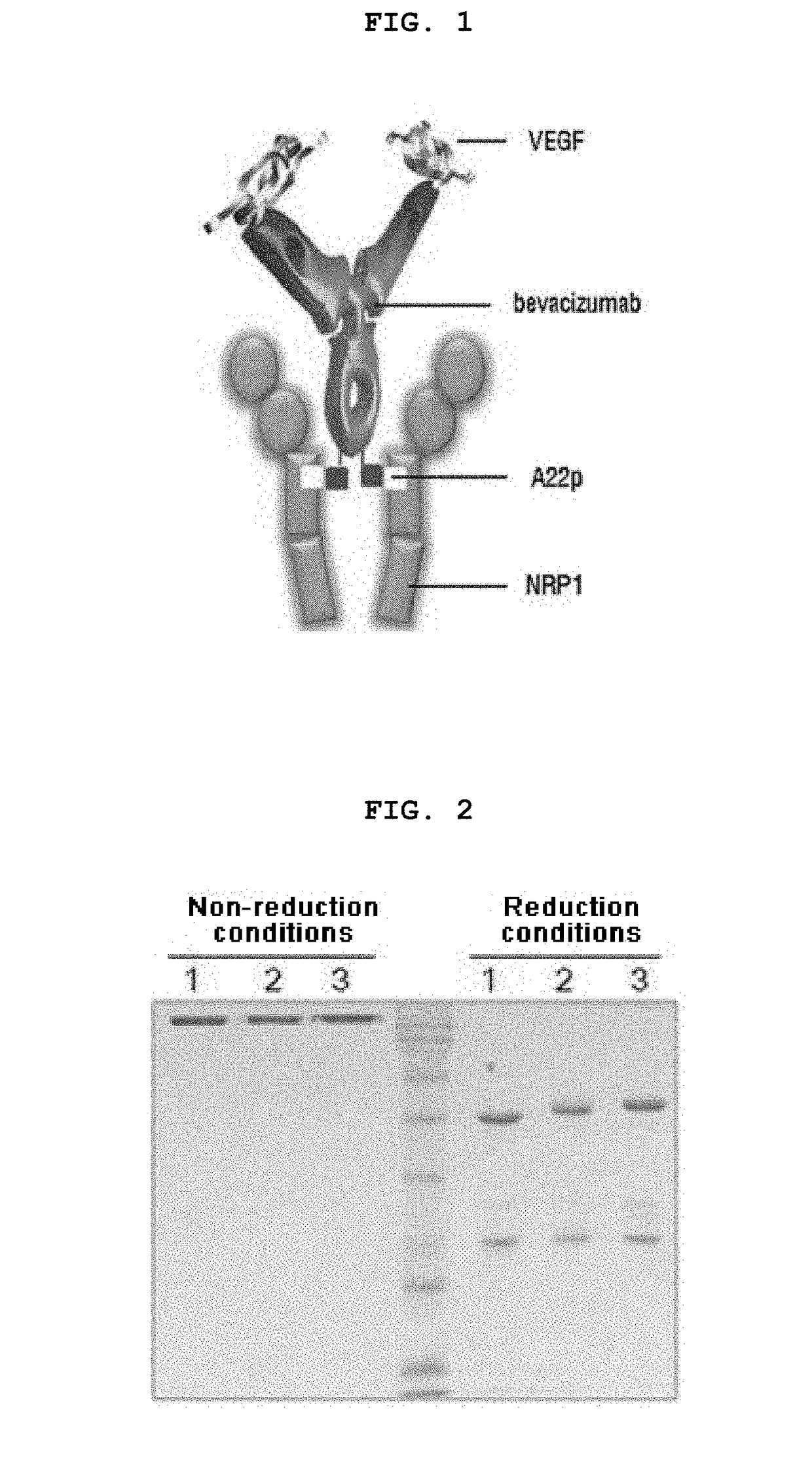 Pharmaceutical composition containing, as active ingredient, fusion protein in which tumor-penetrating peptide and Anti-angiogenesis agent are fused, for preventing and treating cancer or angiogenesis-related diseases