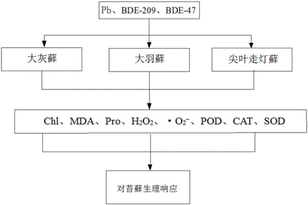 Poly brominated diphenyl ether and heavy metal pollution moss physiological and biochemical determining method