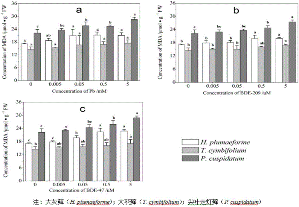 Poly brominated diphenyl ether and heavy metal pollution moss physiological and biochemical determining method