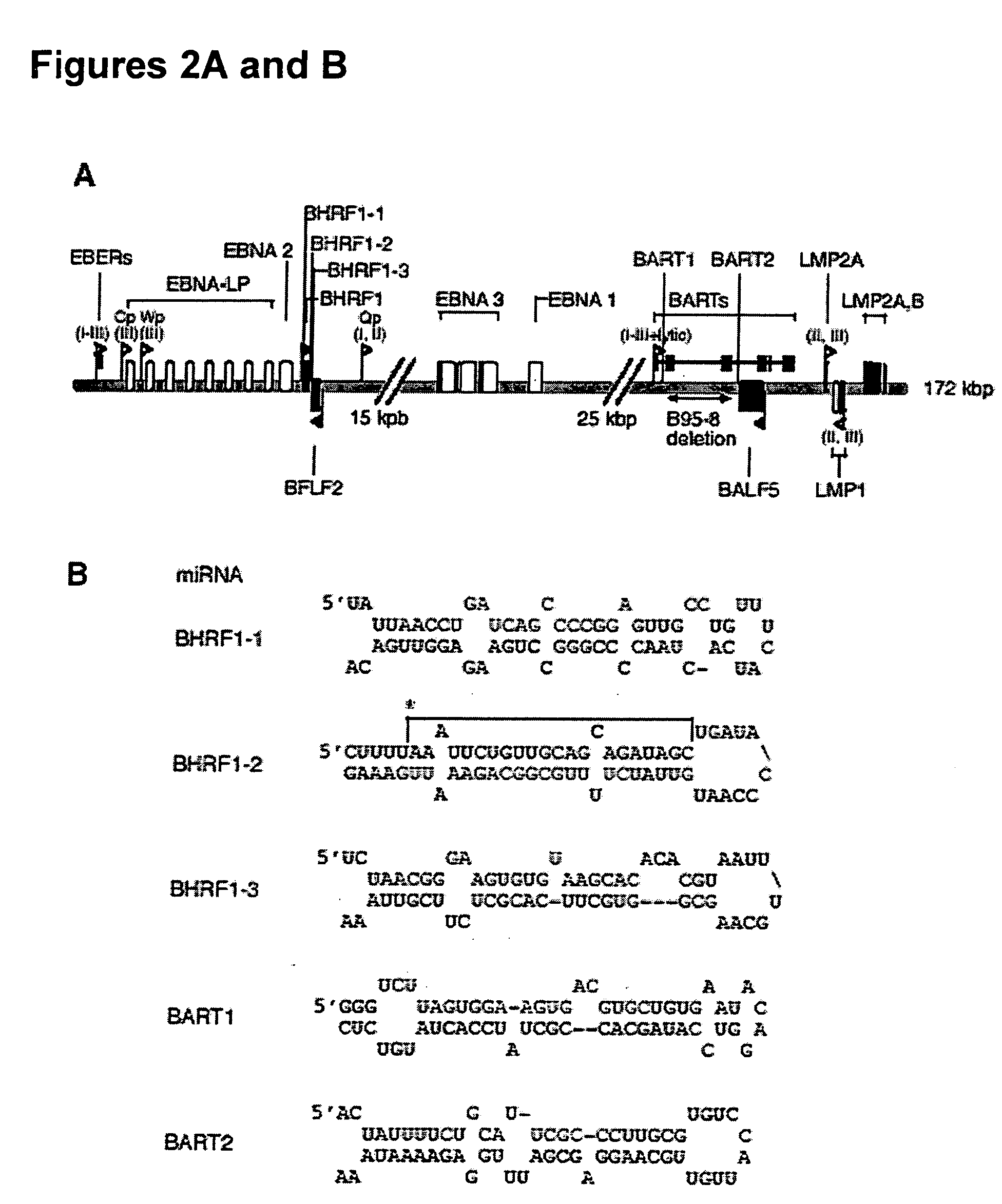 DNA virus microRNA and methods for inhibiting same