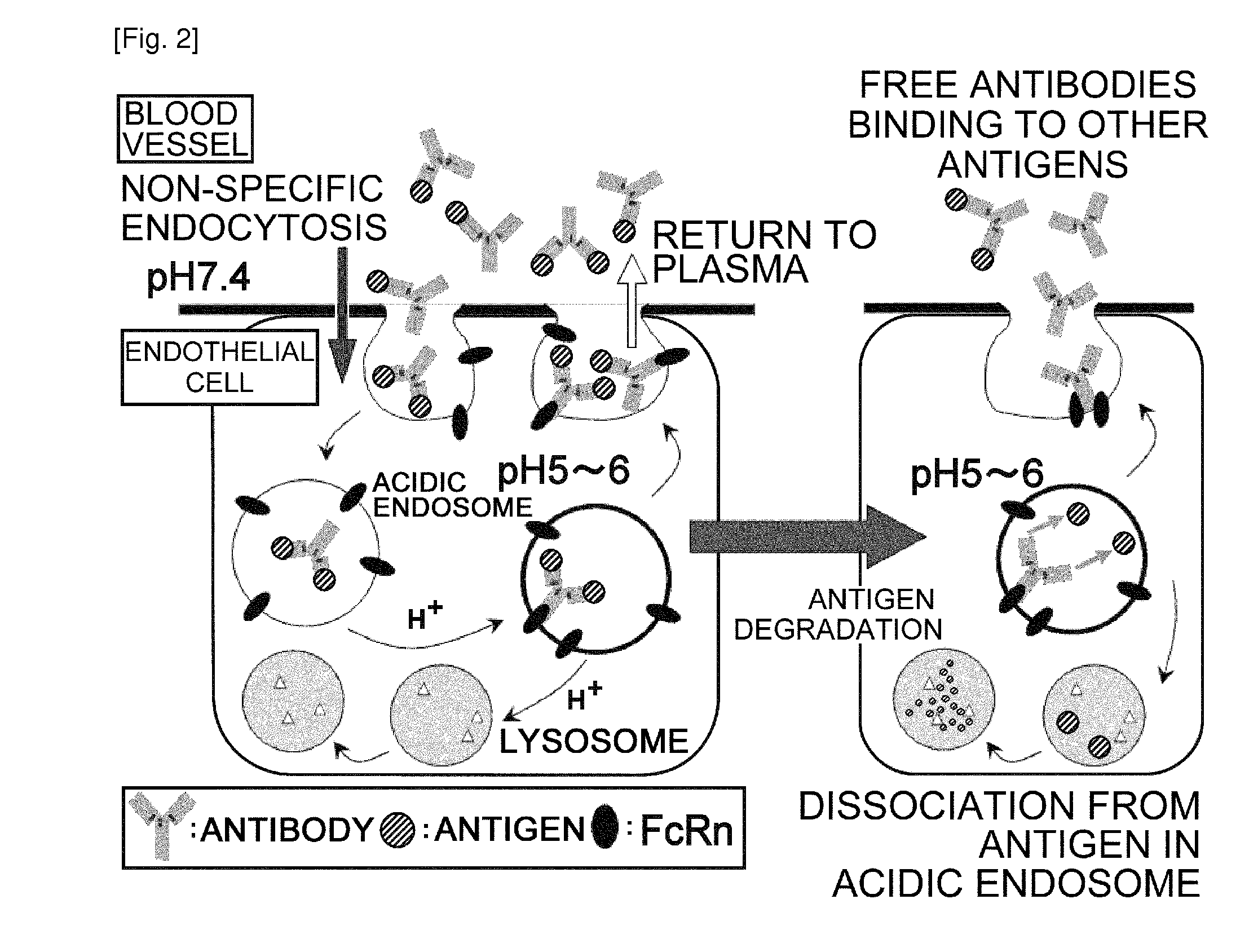 Antibodies with modified affinity to fcrn that promote antigen clearance