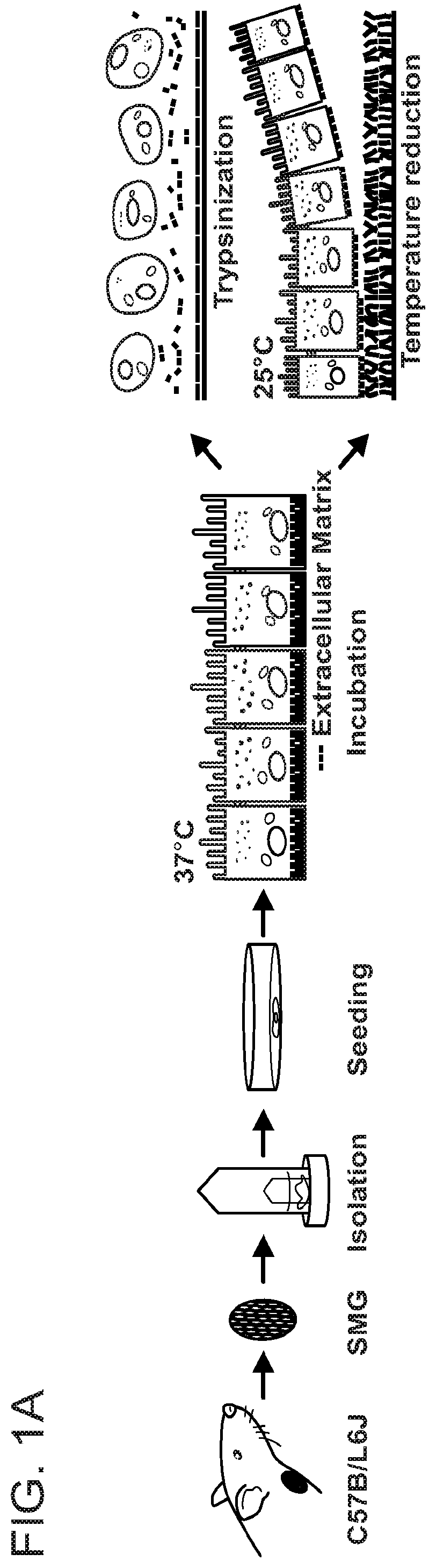 Salivary Gland Cell Sheets and Methods for their Production and Use
