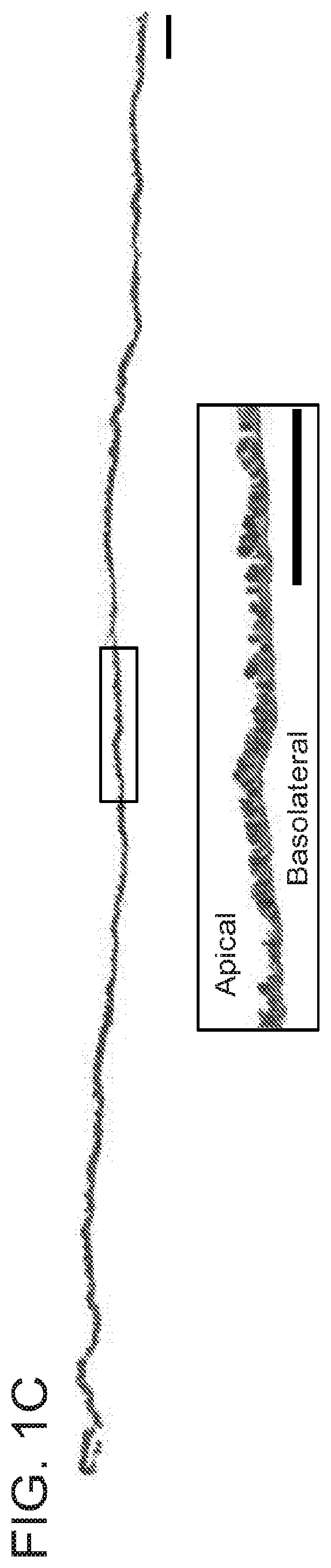Salivary Gland Cell Sheets and Methods for their Production and Use