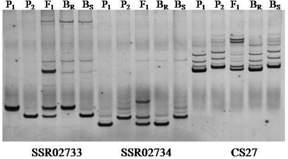 Series molecular markers closely linked with muskmelon powdery mildew resistant gene Pm-2Fand acquisition method of series molecular markers