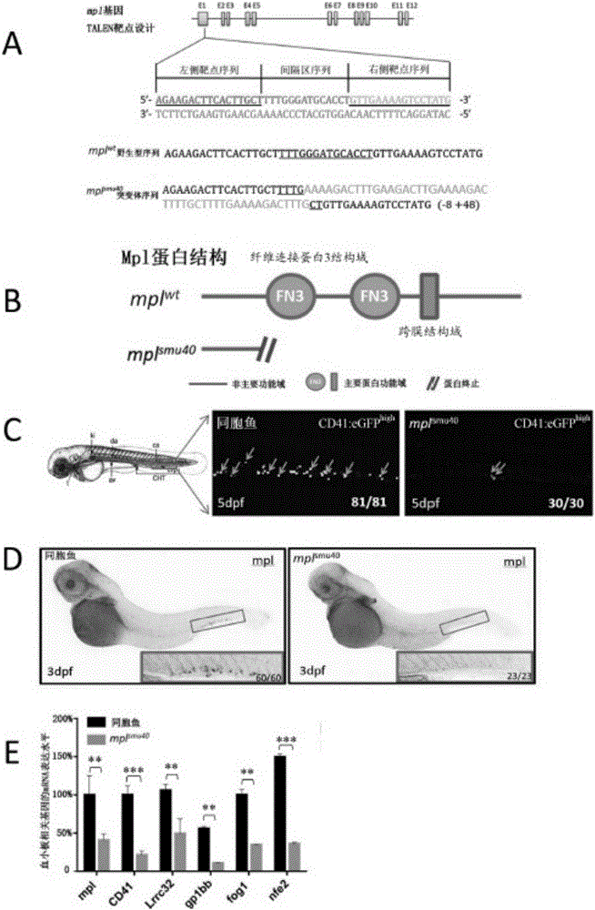 Zebrafish model of thrombocytopenia
