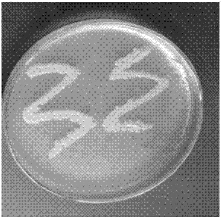 Grease degrading bacterium and application thereof