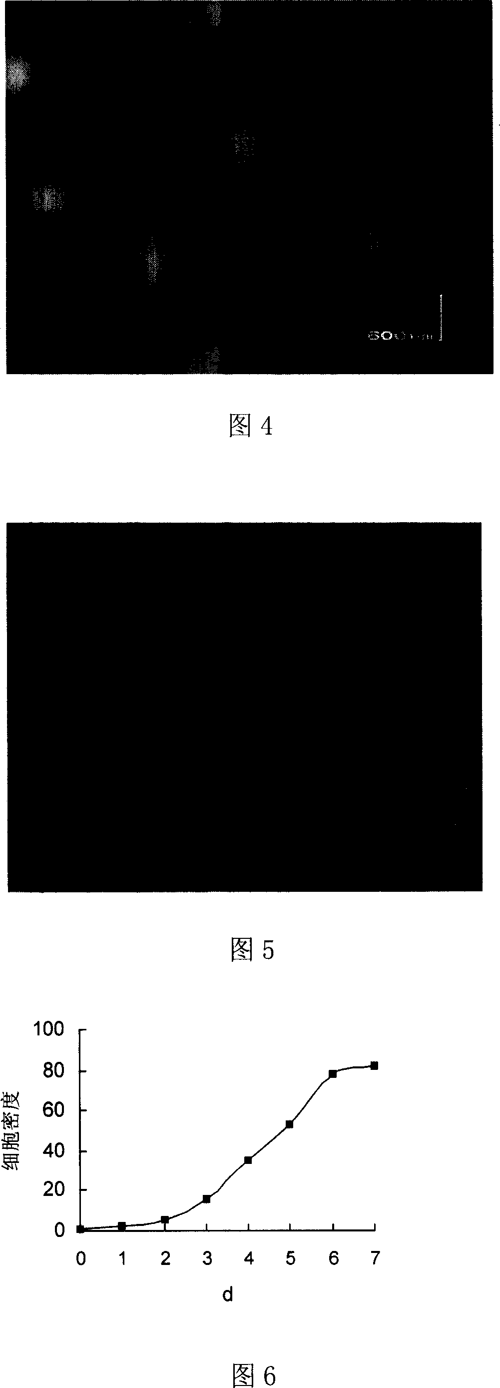 Ear margin tissue fibroblast line of Minxian county black fur sheep and its culture process