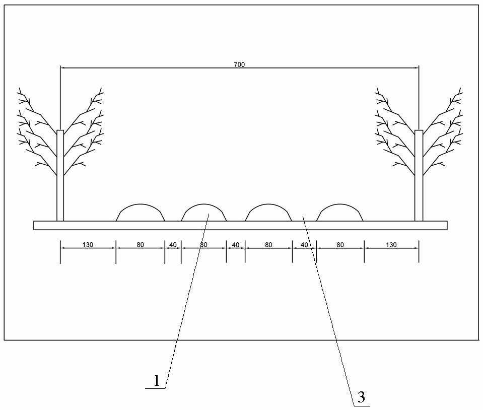 Planting technology for interplanting potatoes and sweet potatoes among young macadamia nuts in subtropical zone