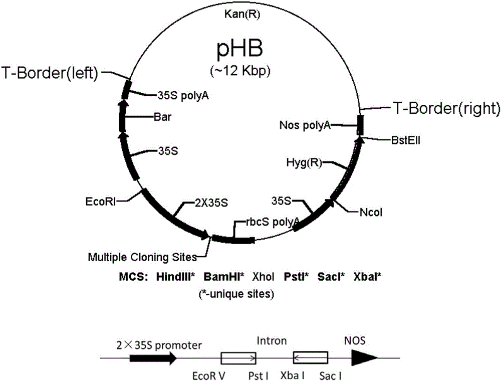 Application of rice reproductive development gene MMD2 and method for restoring male sterility of rice