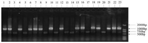 Rice blast disease resisting gene Pi1 tightly interlocked molecular marker R112865-1 and application thereof