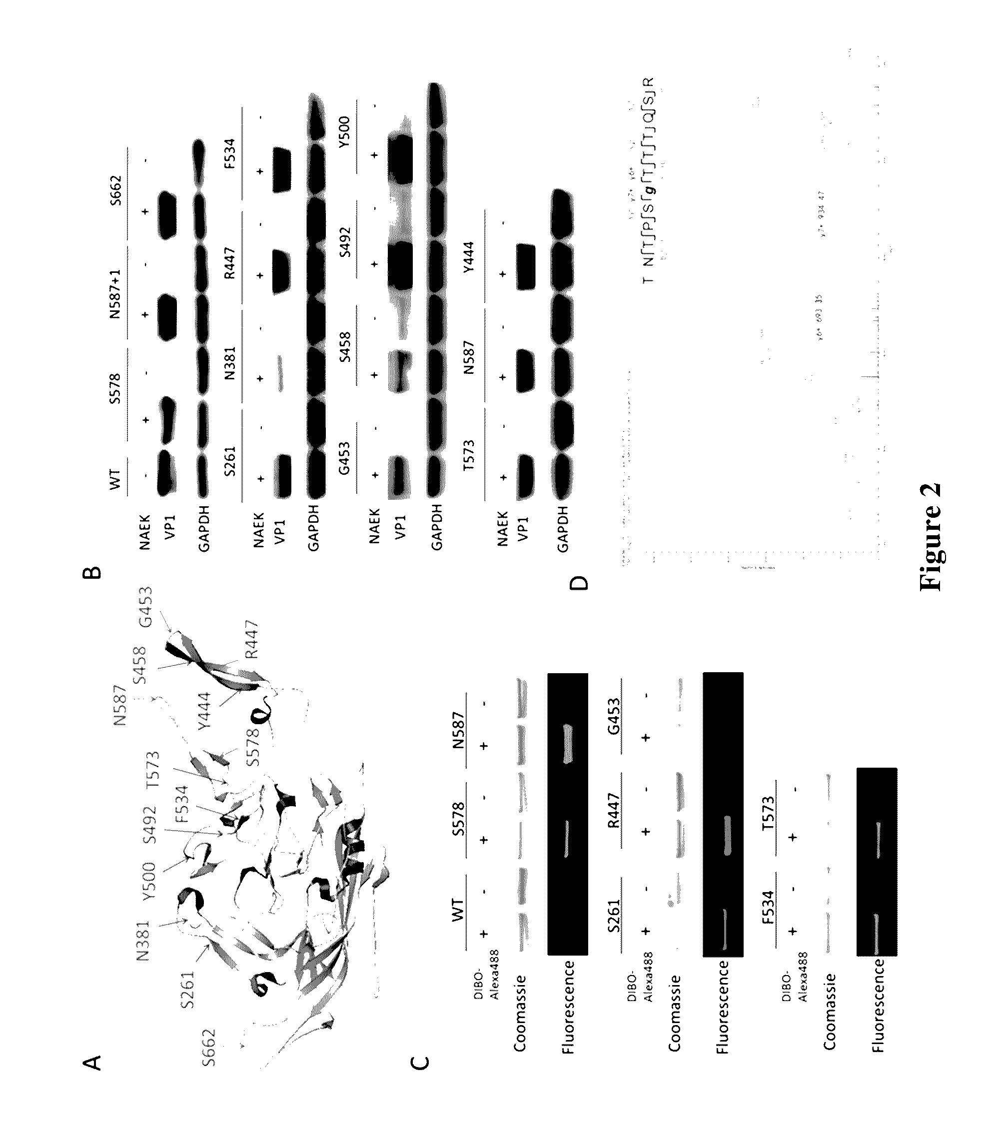 Adeno-Associated Virus with Site-Directed Mutagenesis and Site-Directed Modification and Preparation Method and Application Thereof