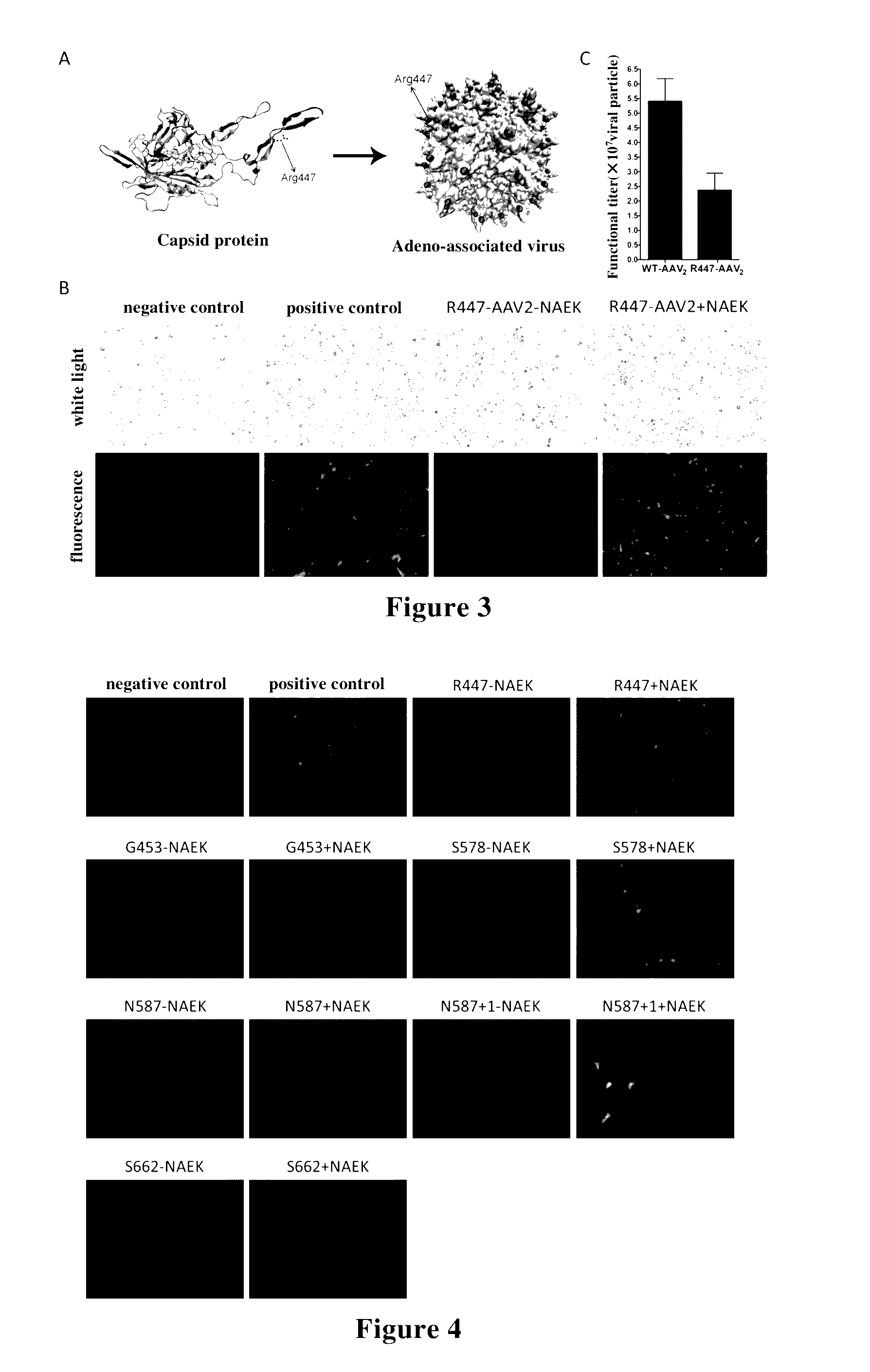 Adeno-Associated Virus with Site-Directed Mutagenesis and Site-Directed Modification and Preparation Method and Application Thereof