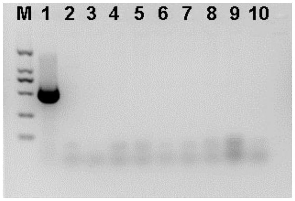 Primer pair for amplifying watermelon latent virus and application thereof