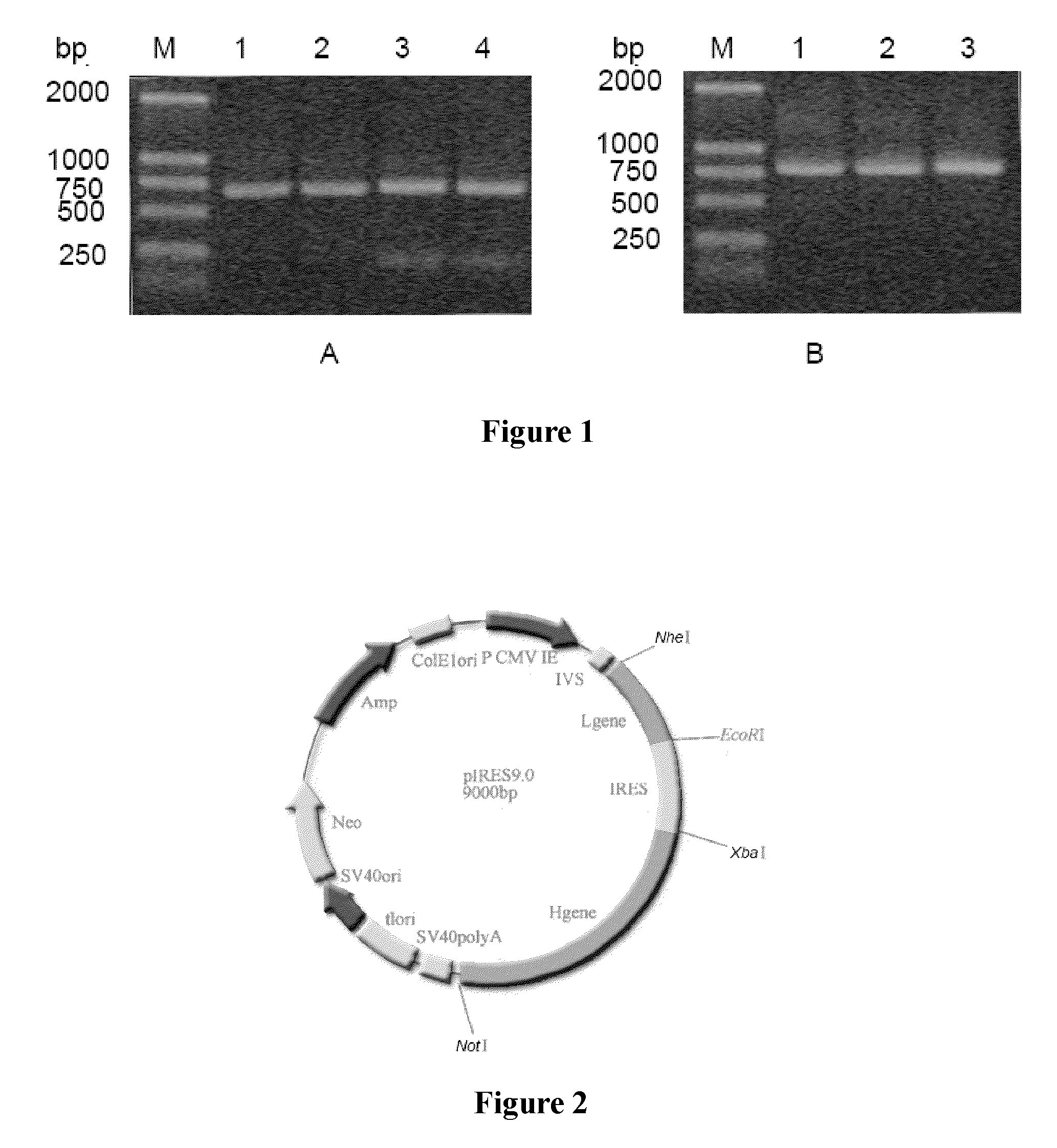 Anti-epidermal growth factor receptor antibodies and uses thereof