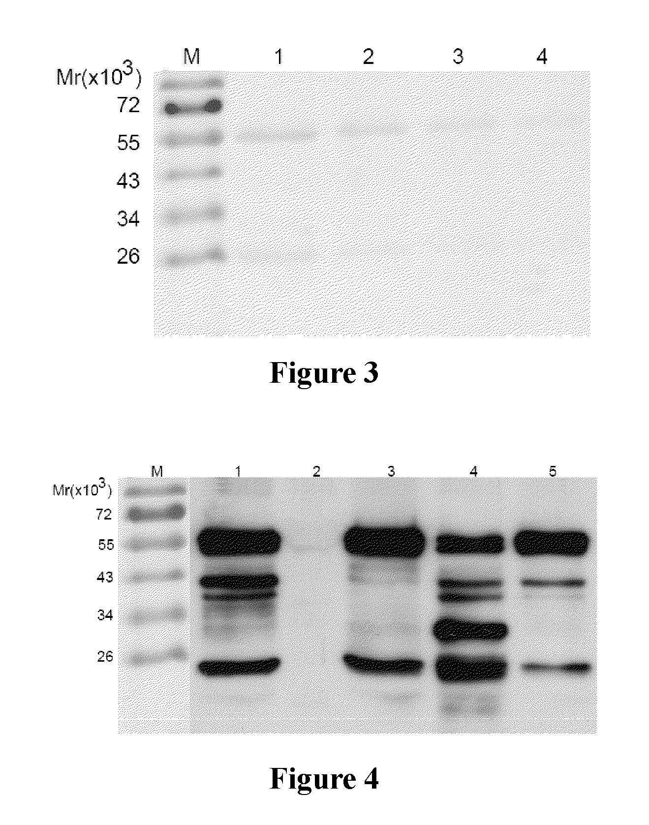 Anti-epidermal growth factor receptor antibodies and uses thereof