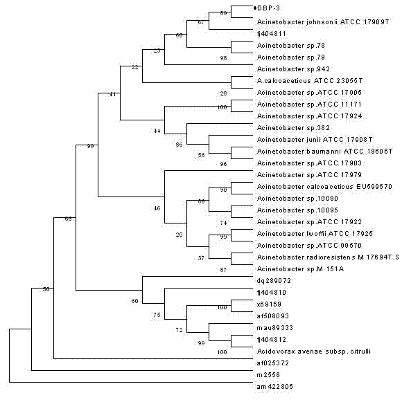 Aerobic denitrification psychrotolerant bacterium and preparation method thereof