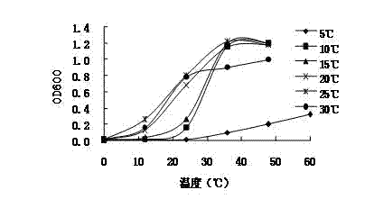 Aerobic denitrification psychrotolerant bacterium and preparation method thereof