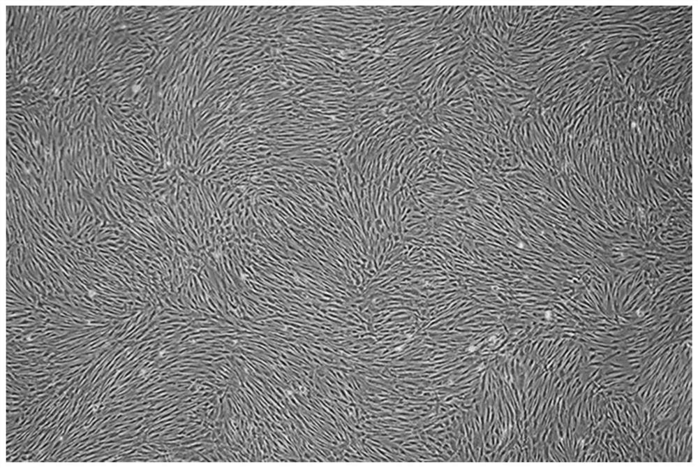 A cryopreservation solution and method for a large number of cryopreserved mesenchymal stem cells