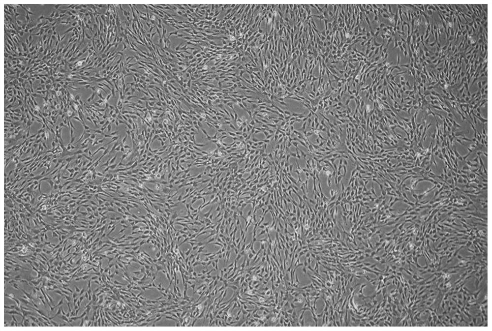 A cryopreservation solution and method for a large number of cryopreserved mesenchymal stem cells