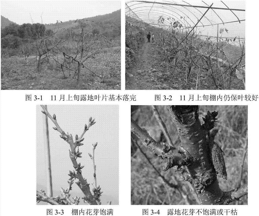 Leaf protection and fruit promotion integrating method for sweet cherries in mountainous areas in southern warm and humid areas