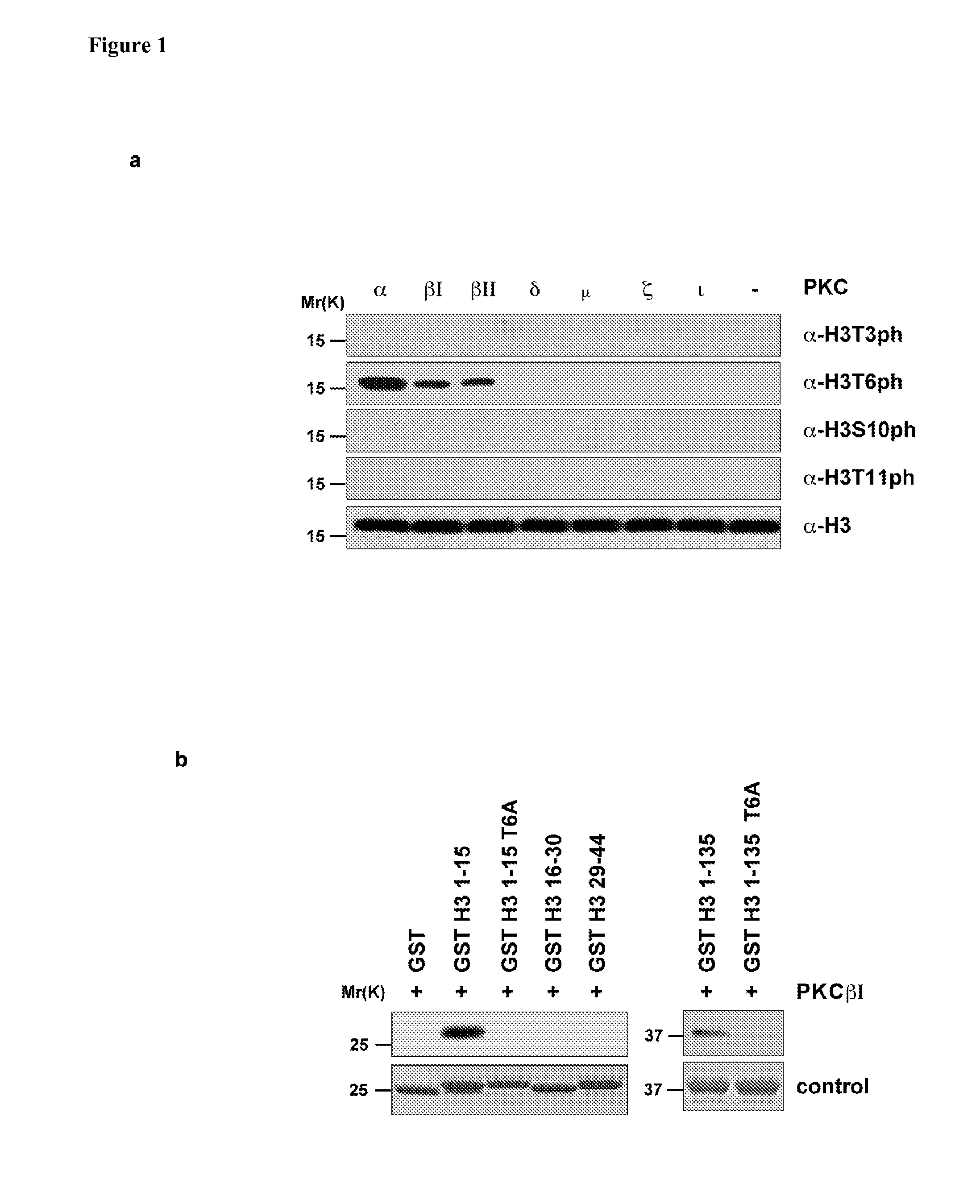 Methods and Compounds for the Diagnosis and Treatment for Cancer