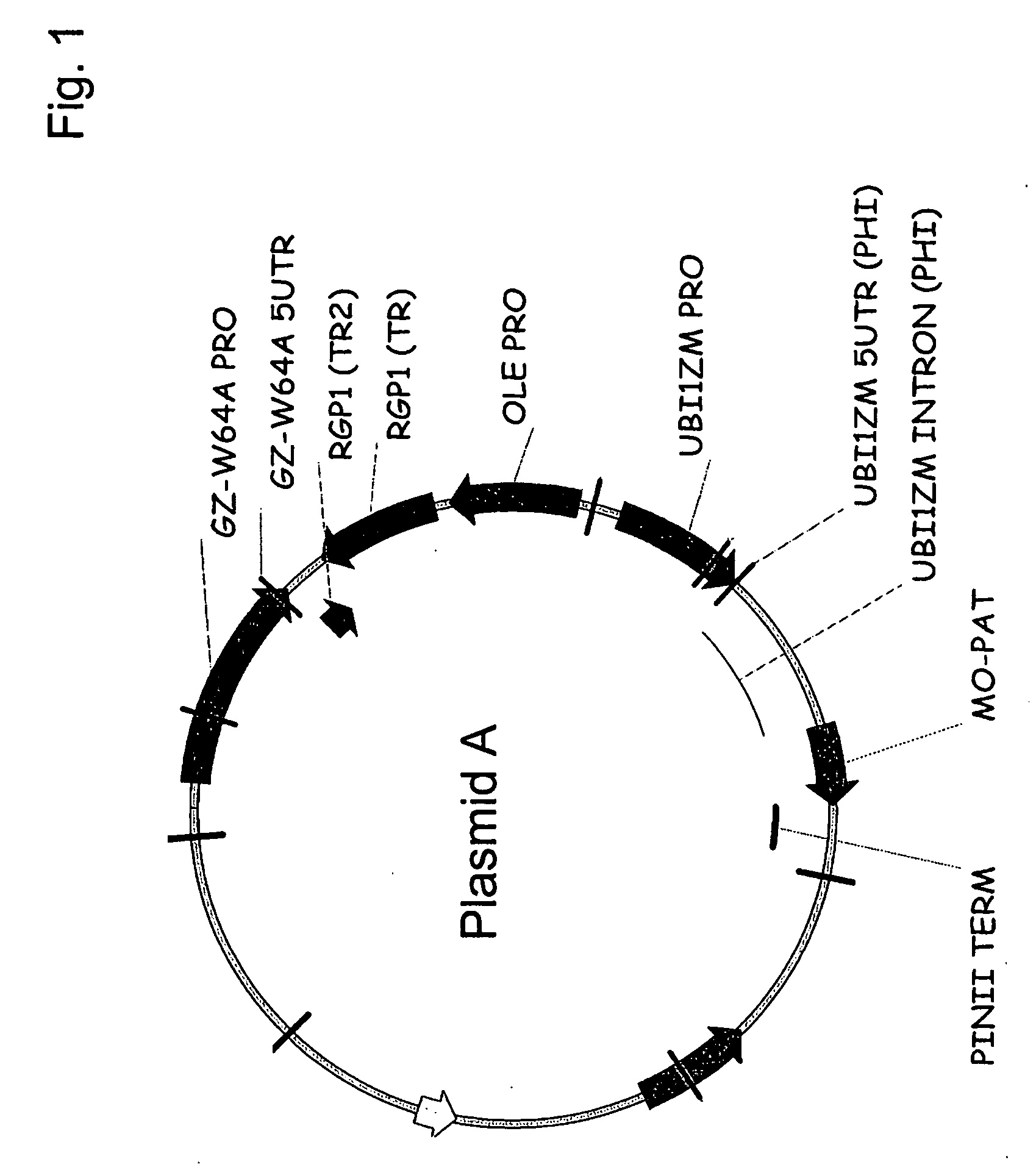 Compositions and methods for modulating expression of gene products