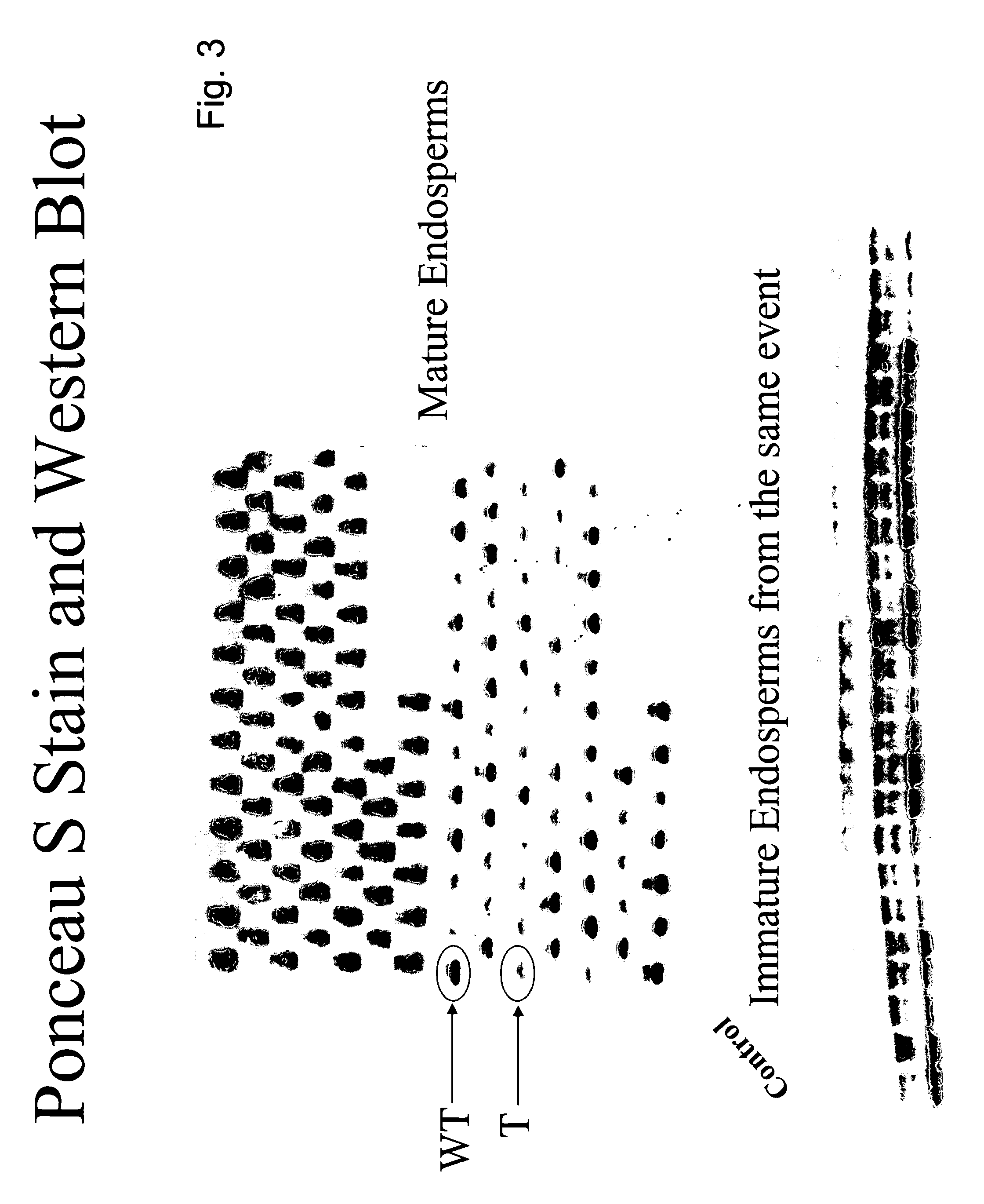 Compositions and methods for modulating expression of gene products