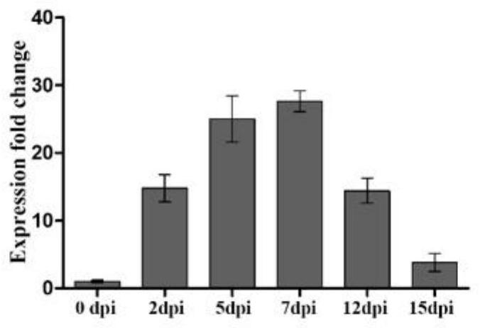 Application of OsHin1 gene in prevention and control of gramineous meloidogyne