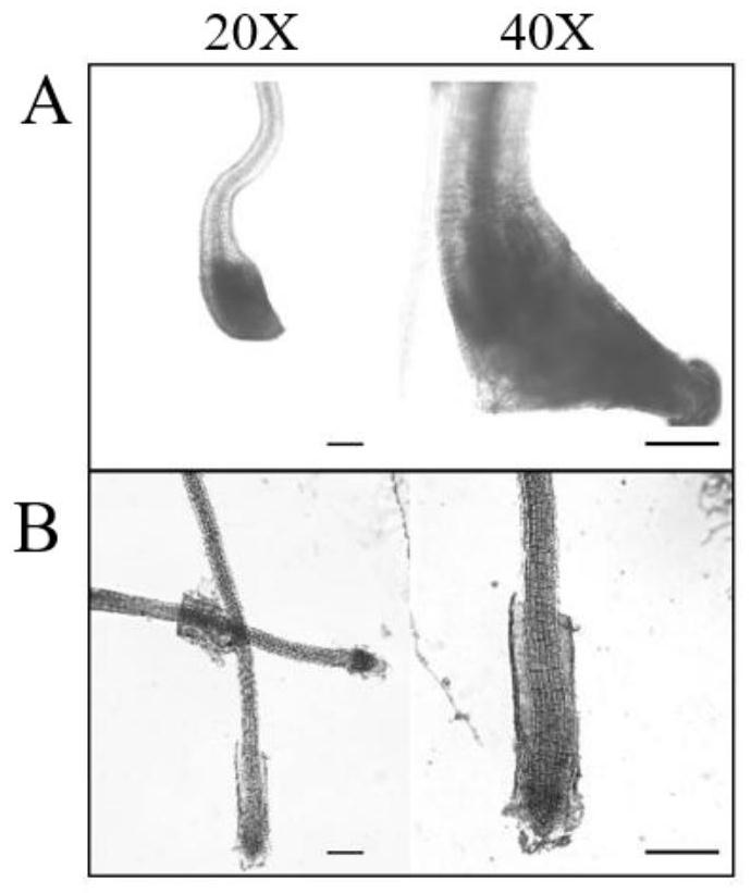 Application of OsHin1 gene in prevention and control of gramineous meloidogyne