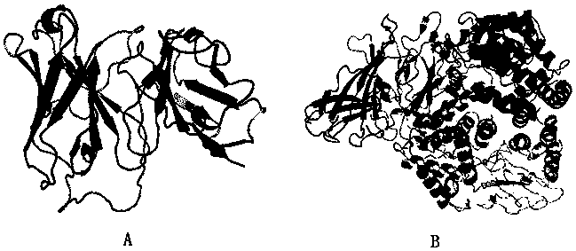 A kind of human insecticidal protein and its preparation method and application