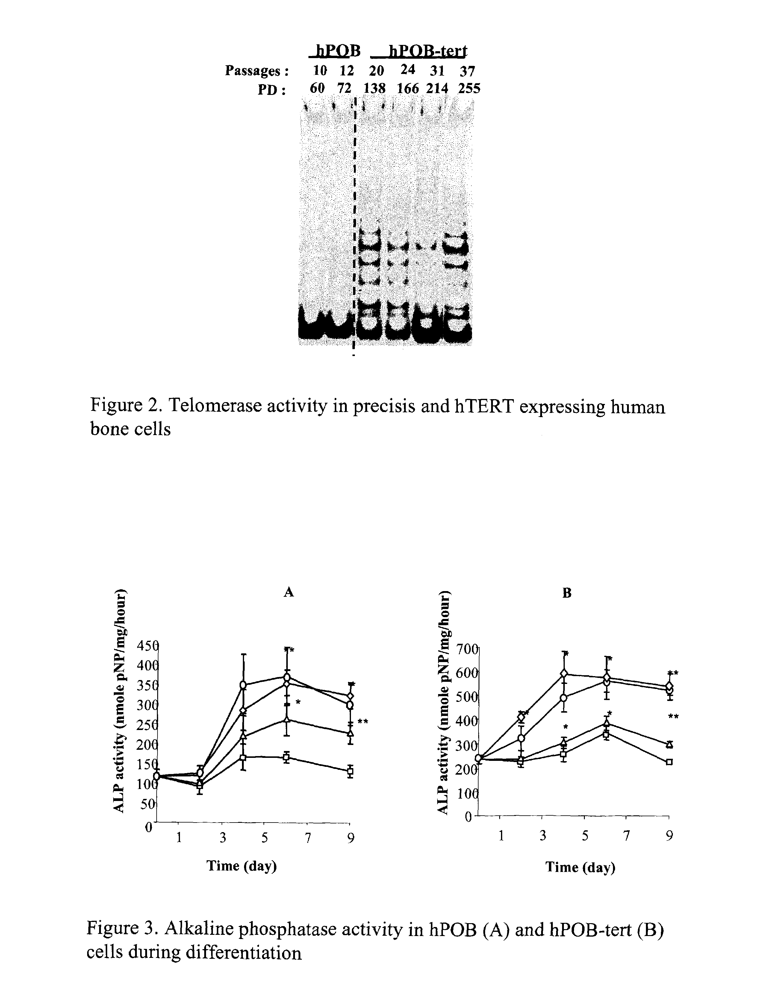 Immortalized preosteoblasts and method for their production