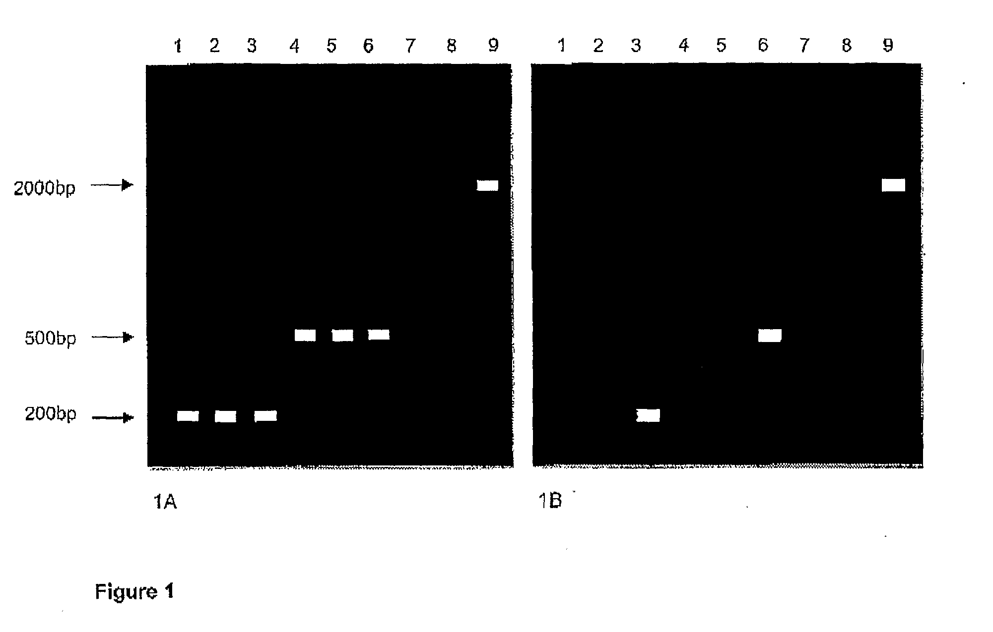 Enzymes for amplification and copying bisulphite modified nucleic acids